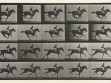 Eadweard Muybridge, Animal Locomotion, plate 627, 1880s